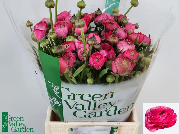 <h4>RAN AAZUR DEEP ROSE 58 GR.</h4>