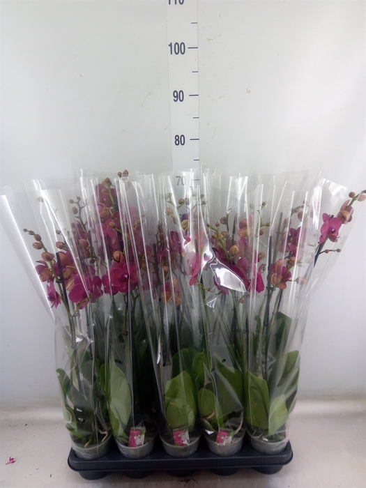 <h4>Phalaenopsis   ...red</h4>