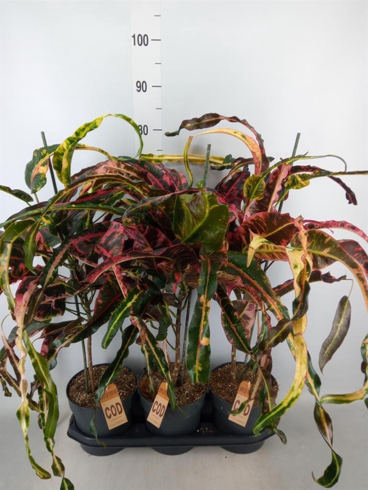 <h4>Codiaeum var. GR 'Dreadlocks'</h4>