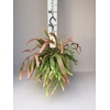 Rhipsalis