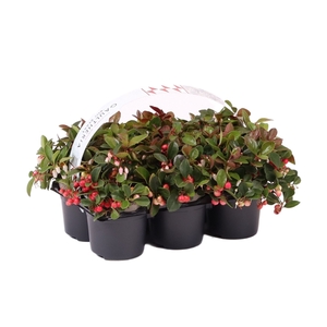 Gaultheria Big Berry P9, 6-pack