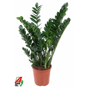 Zamioculcas Zamiifolia