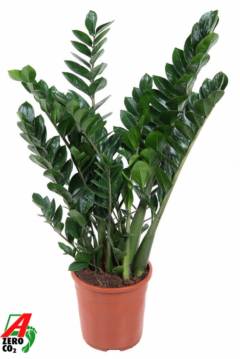 <h4>Zamioculcas Zamiifolia</h4>