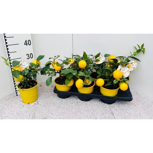 Citrus meyeri Lemon medi-stem (s2)