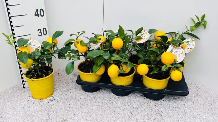 <h4>Citrus meyeri Lemon medi-stem (s2)</h4>
