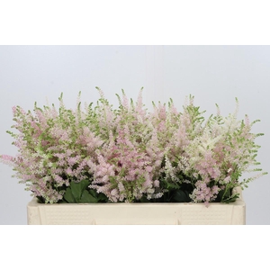 Astilbe Ja Europa