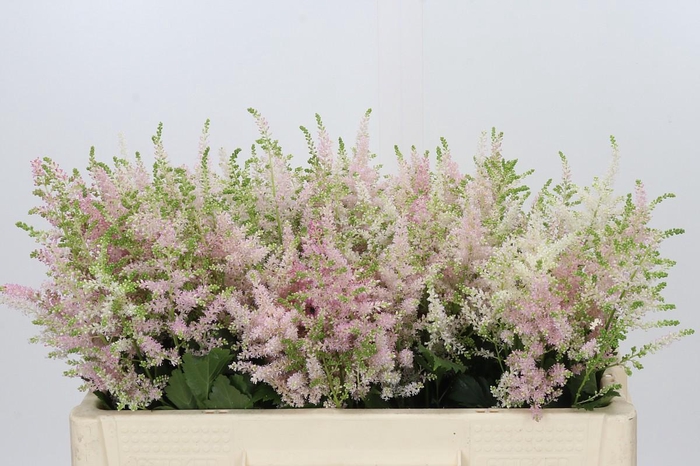 <h4>Astilbe Ja Europa</h4>