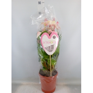 Anthurium  'Pr. Amalia Elegance'