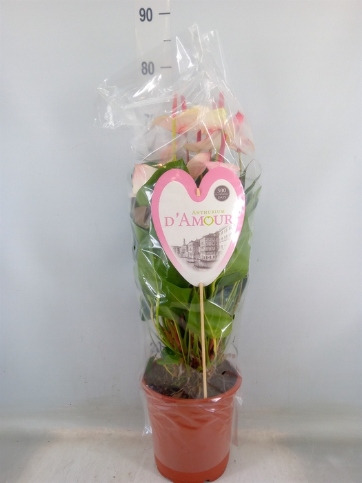 <h4>Anthurium  'Pr. Amalia Elegance'</h4>