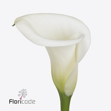 Zantedeschia ivory art