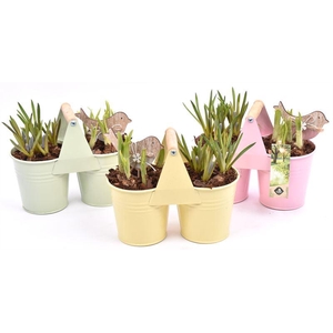 Zink duopot kl. mix 21x10cm