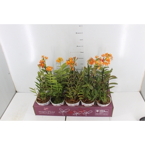 ORQUIDEA EPIDENDRUM P12