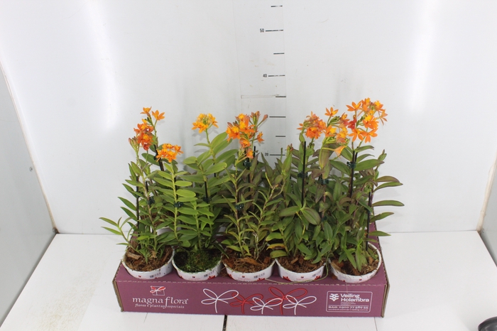 ORQUIDEA EPIDENDRUM P12