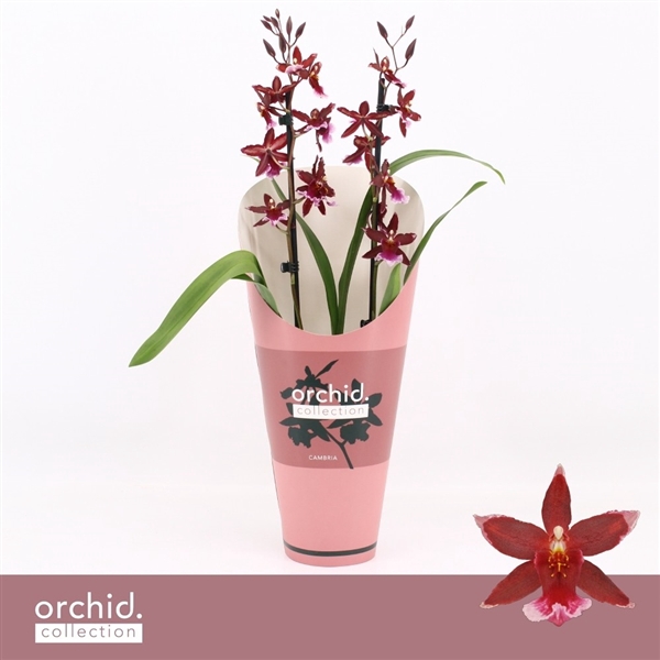 <h4>Barrocco Red, 2-spike 'Orchid Collection' Potcover</h4>