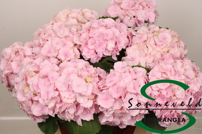 <h4>HYDR M CH VERENA</h4>