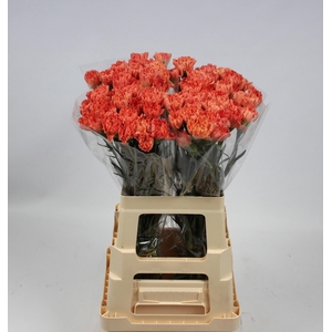 DI ST HERMES ORANGE