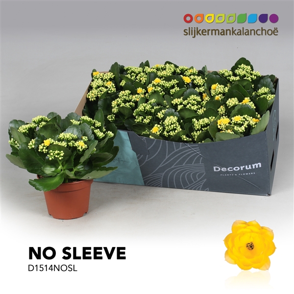 <h4>Kalanchoe No Sleeve- Yellow</h4>
