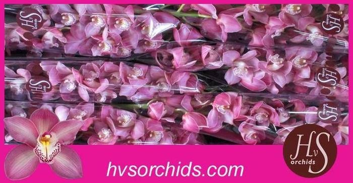 <h4>CYMB T AIDA 60 CM</h4>