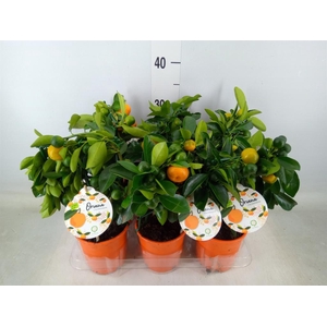 Citrofortunella mic.