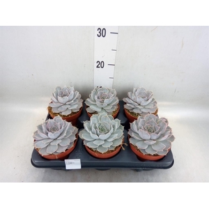 Echeveria lilacina