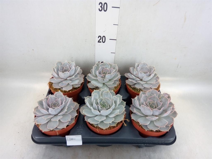 <h4>Echeveria lilacina</h4>