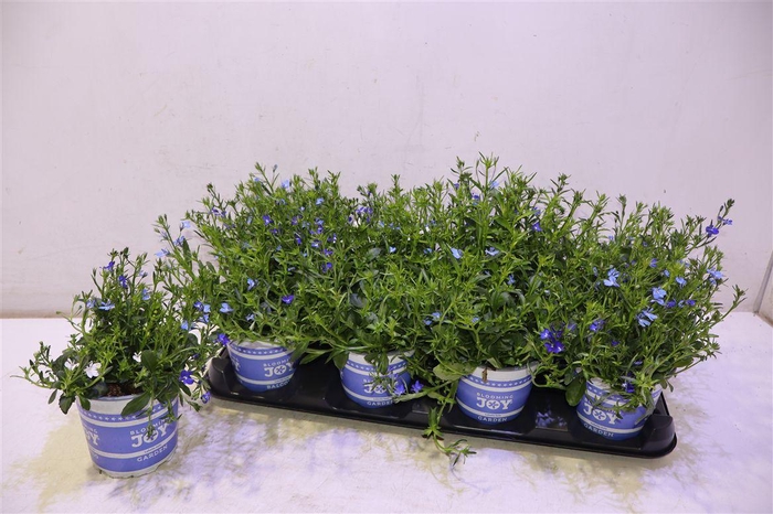 <h4>arr8 Lobe Er 3kl Mix In Pot</h4>