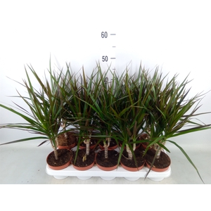 Dracaena marg. 'Magenta'
