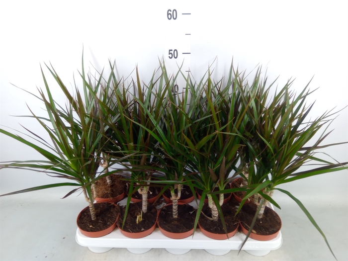 <h4>Dracaena marg. 'Magenta'</h4>