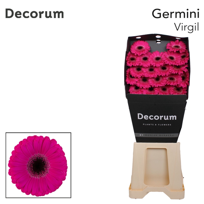 <h4>Germini Virgil Diamond</h4>
