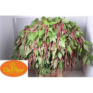 Amar Ca Love Lies Bleeding