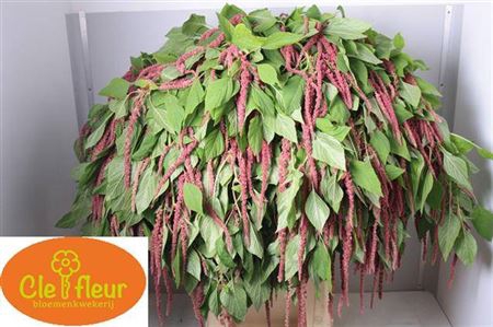 <h4>Amar Ca Love Lies Bleeding</h4>