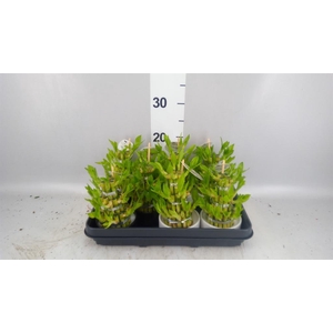 Dracaena sand. 'Lucky Bamboo' ..pyr