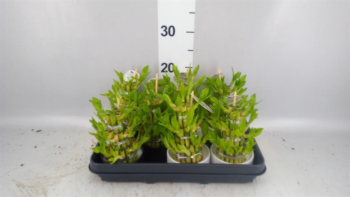 <h4>Dracaena sand. 'Lucky Bamboo' ..pyr</h4>