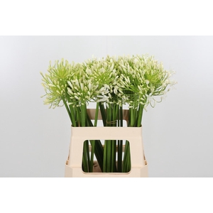 Agapanthus White Heaven