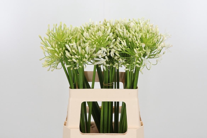 <h4>Agapanthus White Heaven</h4>