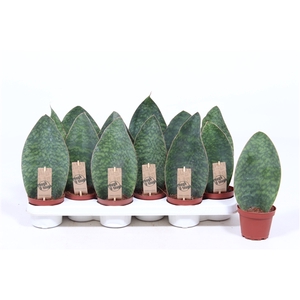 Sansevieria trifasciata overig