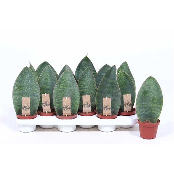 <h4>Sansevieria trifasciata overig</h4>