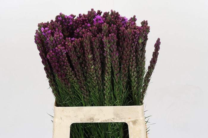 <h4>Liatris Callilepis</h4>