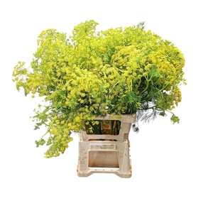 Ammi visnaga geel