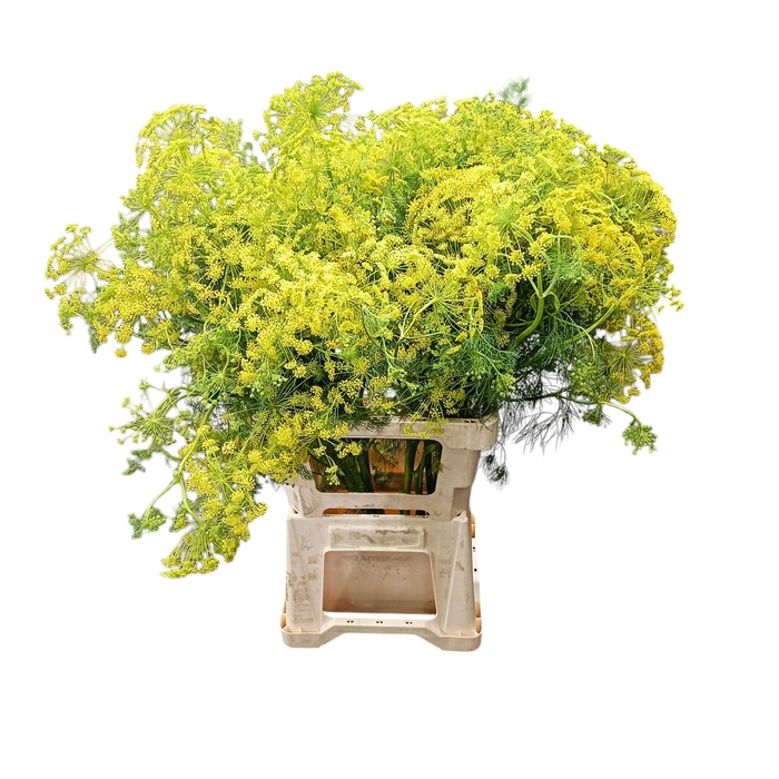 <h4>Ammi visnaga geel</h4>