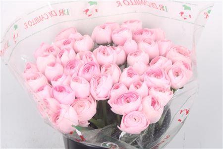 <h4>Ran... Su Lady Hanoi Super</h4>