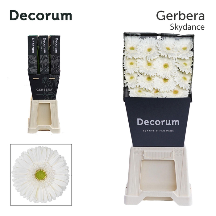 <h4>Gerbera Skydance Diamond</h4>