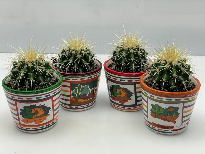 <h4>ECHINOC GRUSONII</h4>