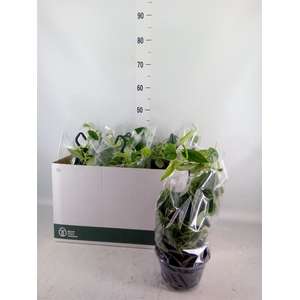 Scindapsus pictus 'Argyraeus'