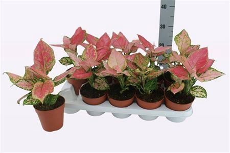 <h4>Aglaonema Pink Flamingo</h4>