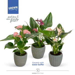 Anthurium - KARMA Multiflora Mix |Sierpot Jade + Waterreservoir