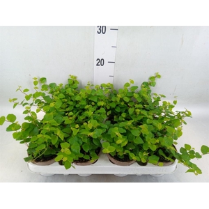 Ficus pumila 'Sunny Green'