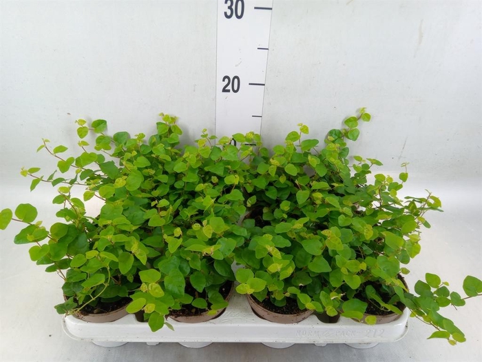 <h4>Ficus pumila 'Sunny Green'</h4>