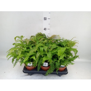 Adiantum hispi. 'Bronze Venus'