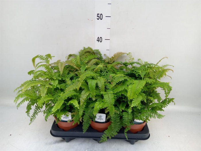 <h4>Adiantum hispi. 'Bronze Venus'</h4>